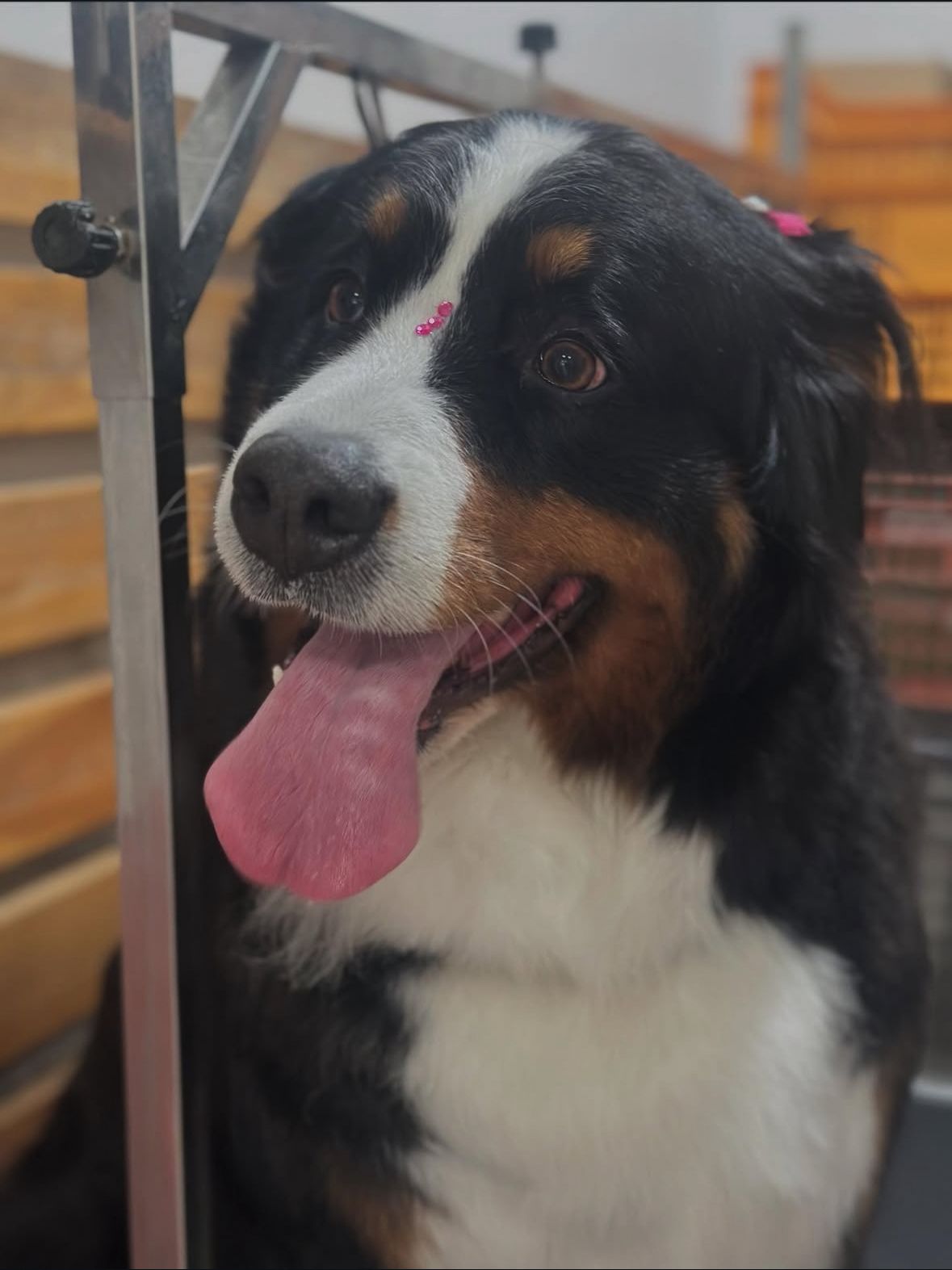 Imagen 12 de la galería